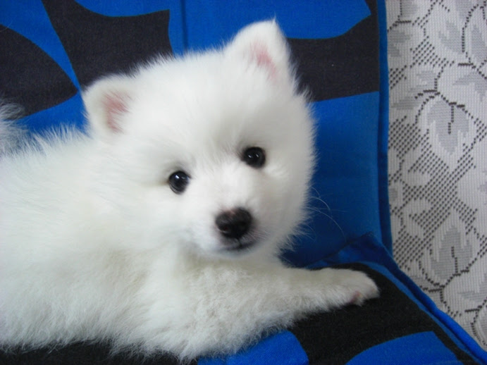 可愛い日本スピッツの子犬 飼い主さん募集中です ナナの下町散歩