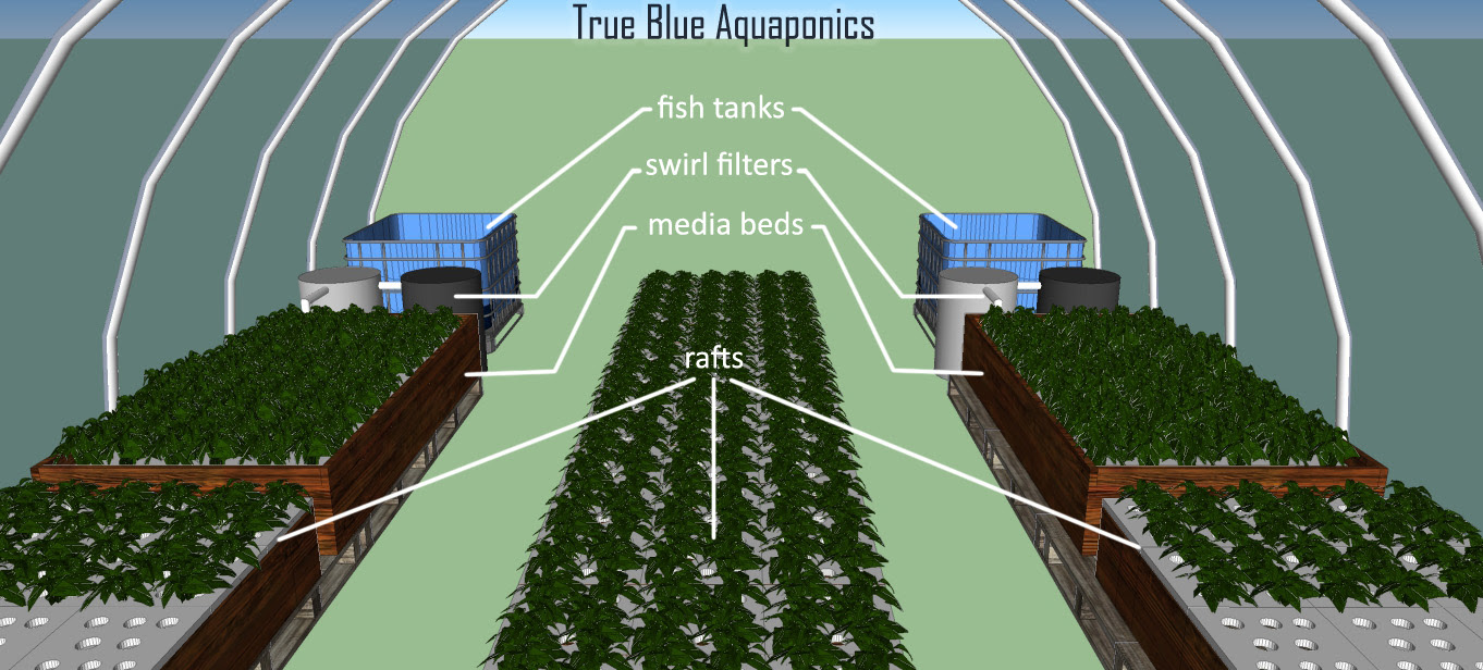 aquaponic business model diy aquaponics