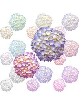 高 画質 紫陽花 待ち受け Udin