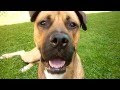 The real Scooby Doo dog playing