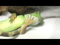 インドシナ ウォーター ドラゴン 値段 289185
