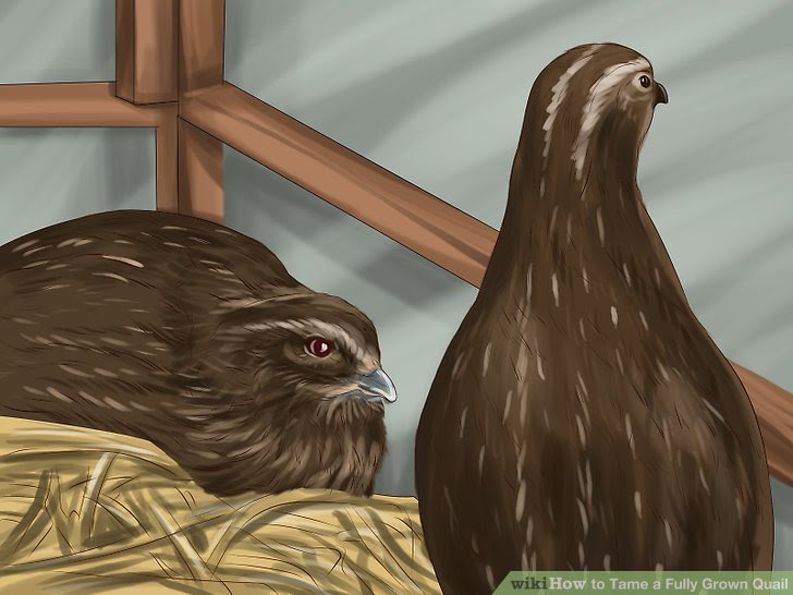 Tame a Fully Grown Quail Step 5.jpg