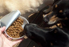 PawsGourmet_LolaTut2