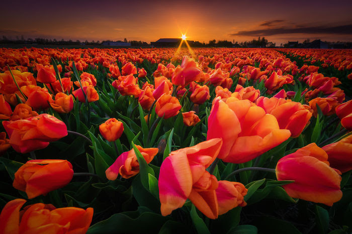 My Home, The Netherlands In 40 Beautiful Photos