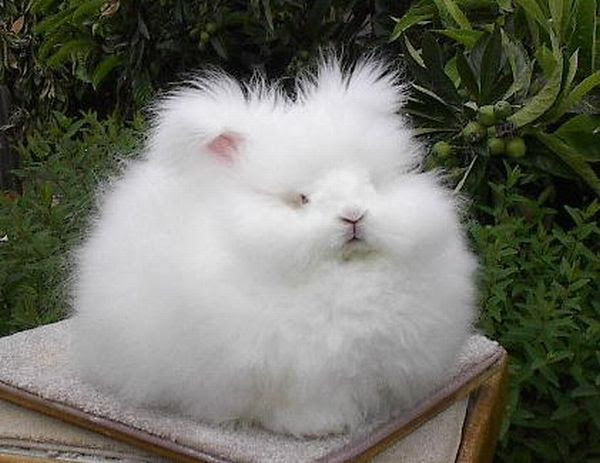 Stitchcraft Freebie: The Angora Sweater - zilredloh