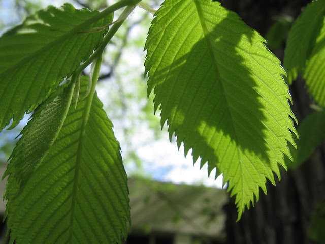 leaves