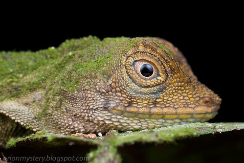 sleeping lizard with moss on its body IMG_6643 copy