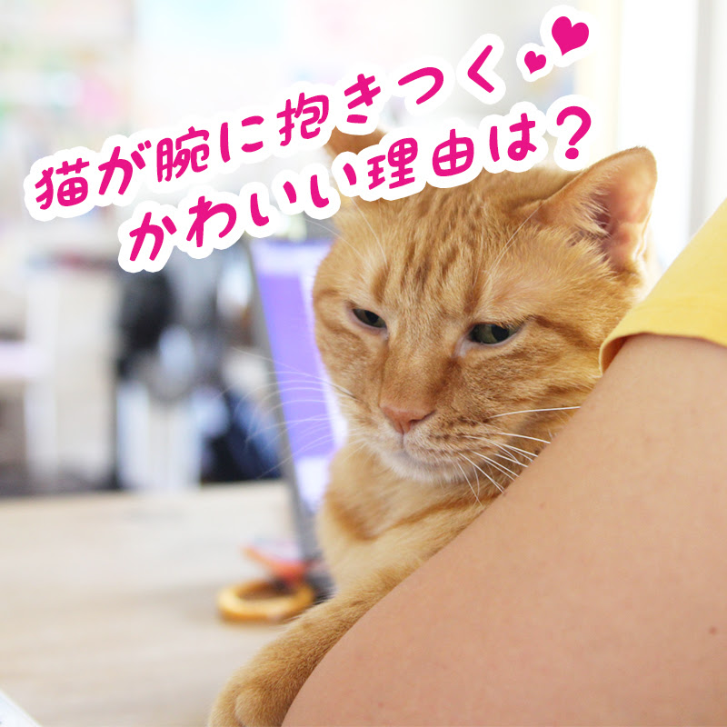 猫が腕に抱きつくかわいい理由は 噛むほど夢中になる時の対処法