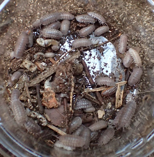 ハナダカダンゴムシ６ 萌萌虫雑記帳