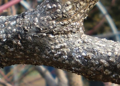 梅の木につく病害虫の種類と防除法