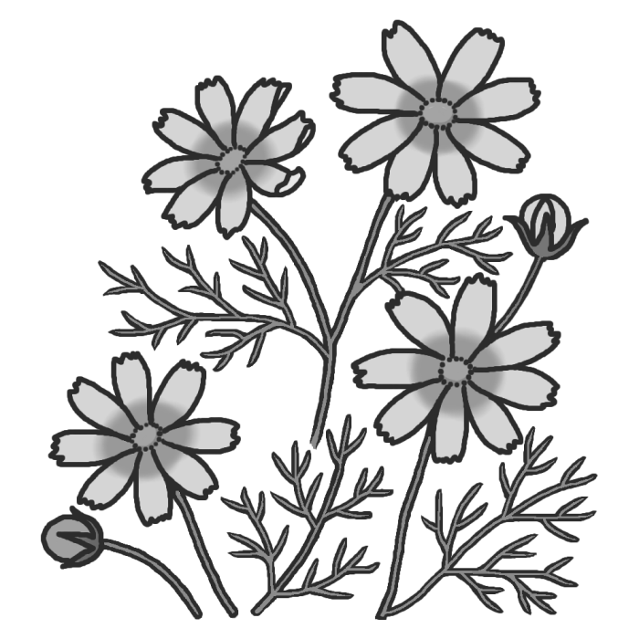 コスモス モノクロ 秋の花 無料イラスト素材