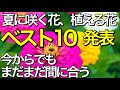 [最新] 花 植える時期 149253-花 植える時期 9月