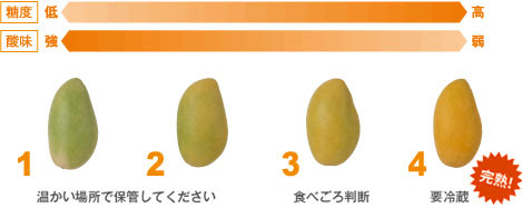 食べ頃と食べ方 フィリピン産マンゴー 株式会社ダイヤモンドスター