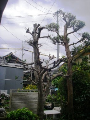 キンモクセイの強剪定をさせていただきました