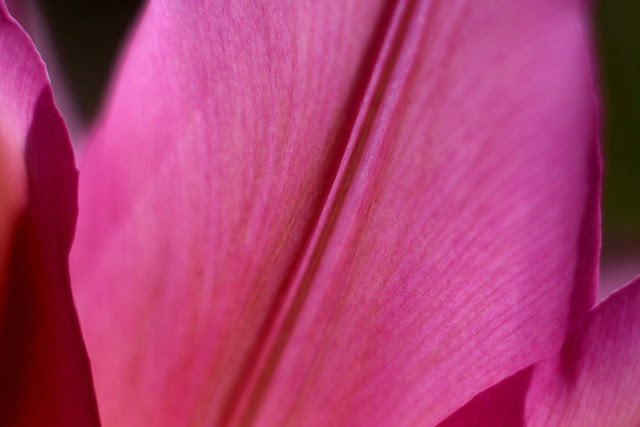 tulips (violet)