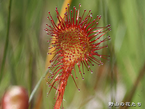 モウセンゴケ 野山の花たち 東北と関東甲信越の花
