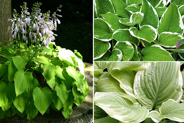 寄せ植えに使いやすいカラーリーフ28選 植木鉢で育てるときのポイントも 植木鉢ナビ