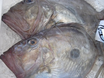 あつみ観光協会ブログ 魚 魚 魚