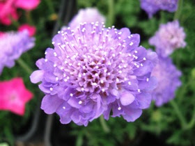 今日という日は 8月23日 誕生花と花言葉 みーこ S Diary