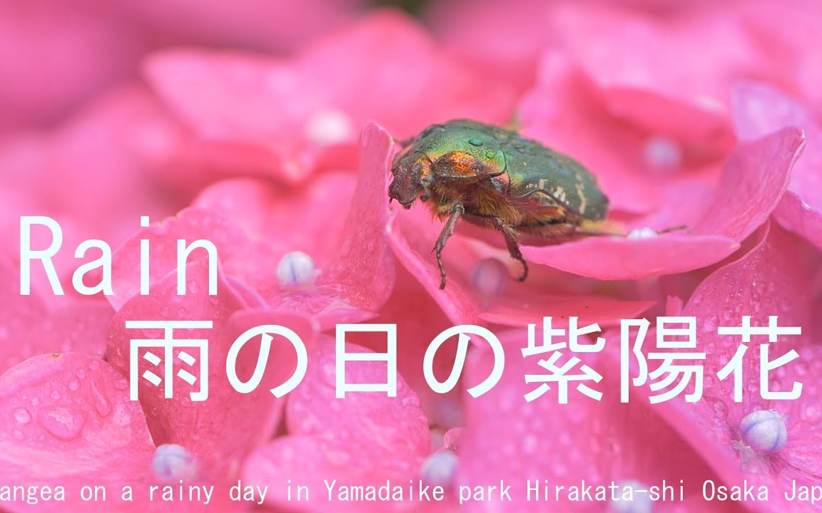 4k 雨中紫阳花山田池公园hydrangea On A Rainy Day In Yamadaike Park 哔哩哔哩 Bilibili