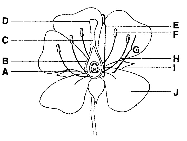 Label the male reproductive system quiz