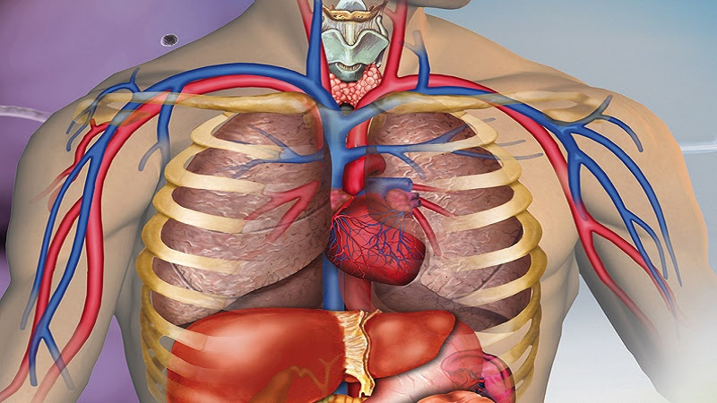 Anatomy And Physiology Health Education Aphe Pharmacy Study Material Important Questions Answers Online Textbook