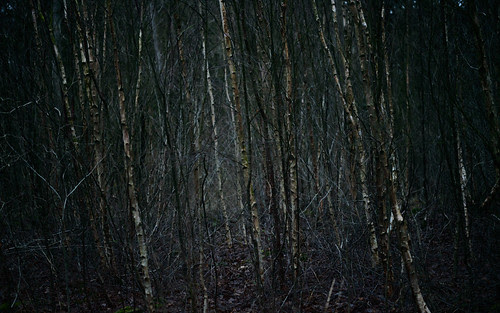 Birches 72379