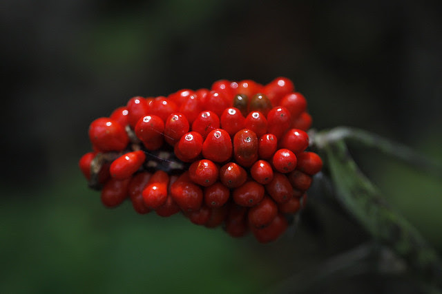 Arisaema tortuosum2