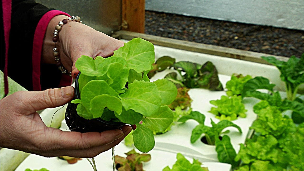 small scale aquaponics - youtube