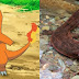 Which Pokemon Are Based On Real Animals