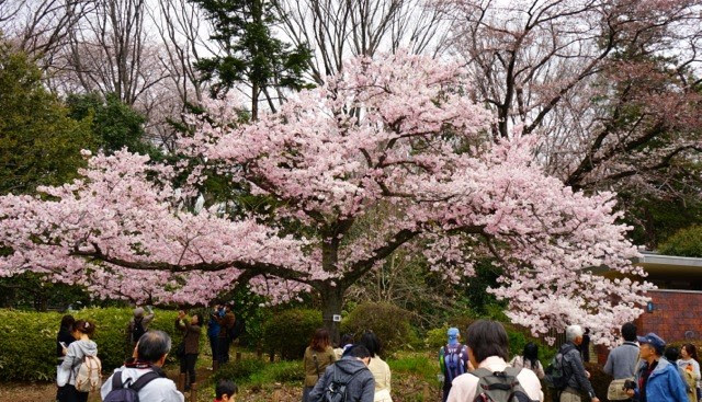 神代植物公園の桜 石原さんの写真館