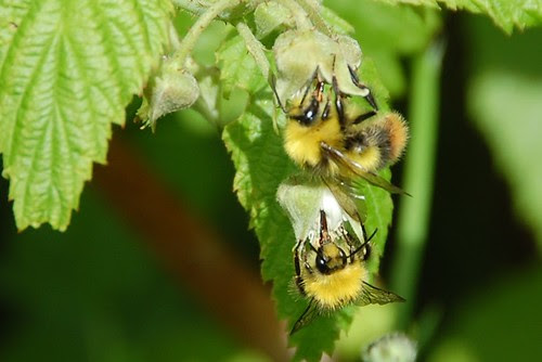 bumble bees on raspberry flowers