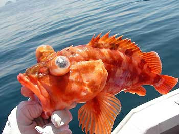 遊漁船でアラカブ カサゴ ホゴ 釣り