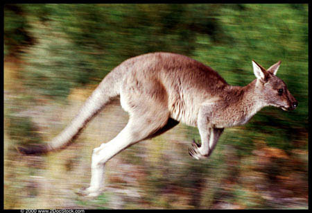 kangaroos in australia. Some of the kangaroos have