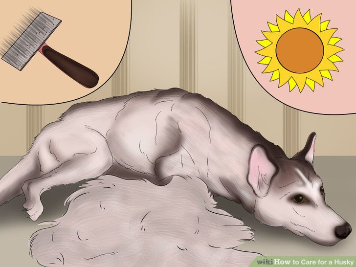 Care for a Husky Step 12.jpg