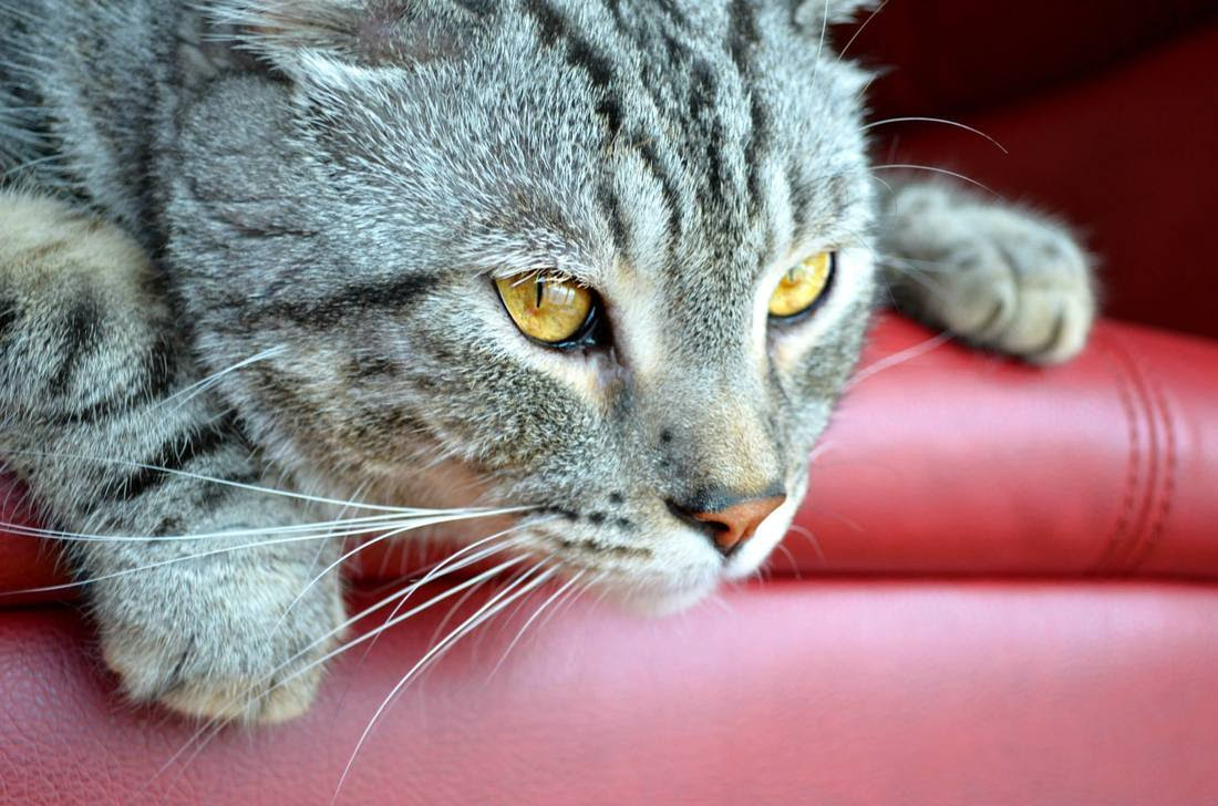 Royaume Du Highland Lynx Highland Lynx Home Royaume Du Highland Lynx