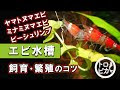 画像をダウンロード 淡水エビ 飼育 種類 327928-淡水エビ 飼育 種類