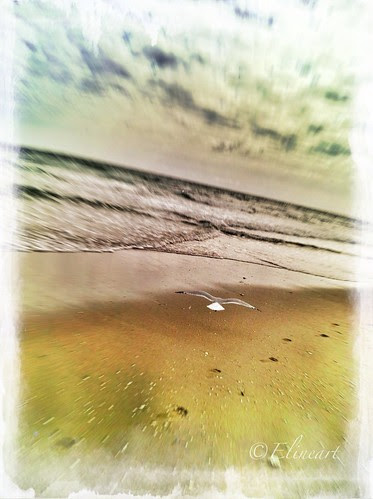 302/365- Low Flight by elineart