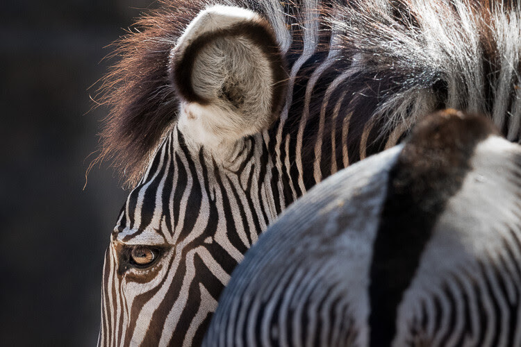 Sigma 500mm F4 Sport Lens Review 1