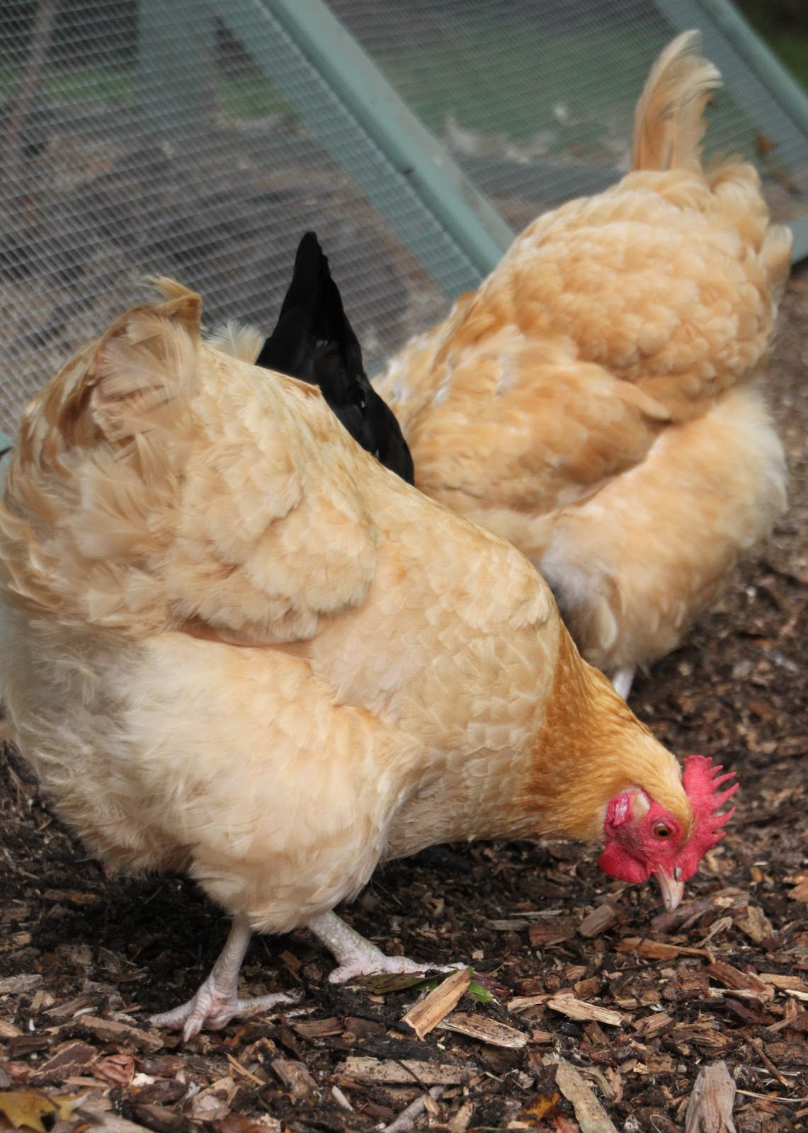 To Worm Or Not To Worm Backyard Chickens Tillys Nest To Worm Or Not To Worm Backyard Chickens Tillys Nest