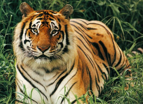 Tiger Basketball