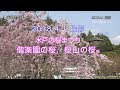 70以上 水戸 偕 楽園 桜 185552-水戸偕楽園 桜まつり