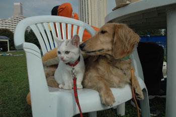 ねこまんま とろろがけ とうふ添え 第５回 犬のいろは
