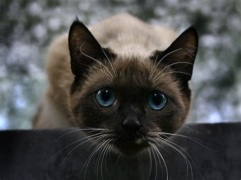 Follow along to learn how to draw this cute kitten step by step, super easy. 23 Awesome Cat Eye Photos - XciteFun.net