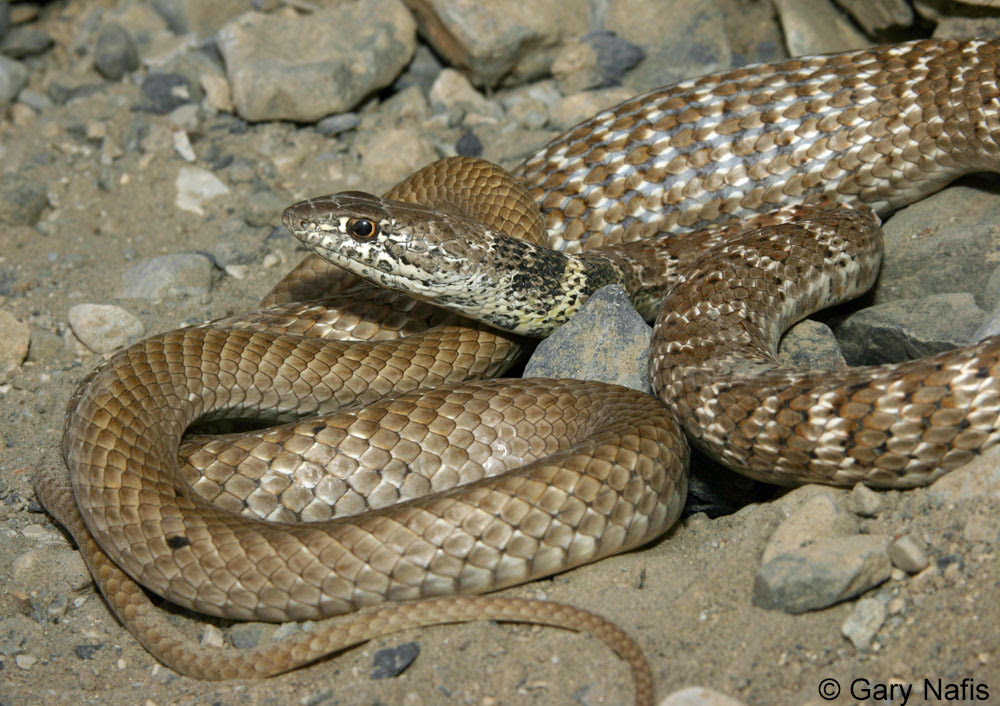 Red Racer Coluber Flagellum Piceus