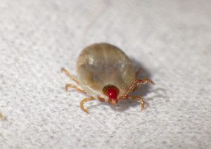 マダニの大きさと生態は 家の中も生息場所になるの 画像あり 生物モラトリアム