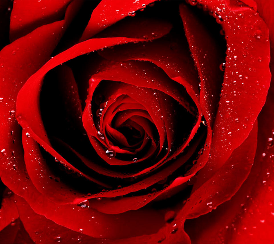 壁紙 バラのスマホ壁紙960x854 Rose 004 Jpg 壁紙box