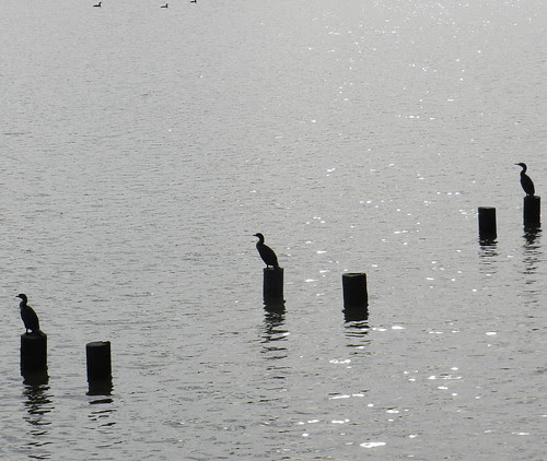 naturenotesDSCN7669