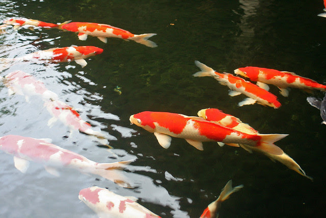 Large beautiful koi at the entrance of Nirwana Gardens