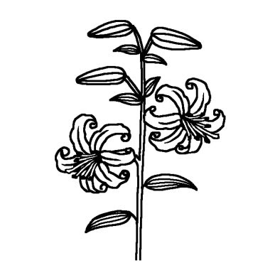 ユリ 百合 3 夏の花 無料 白黒イラスト素材